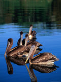 Brown Pelican (Pelecanus Occidentalis)  Costa Rica