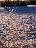 Winter Landscape  Finland