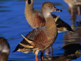 Plumed Whistling Ducks (Dendrocygna Eytoni)  Lakefield National Park  Queensland  Australia