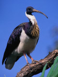 Straw-Necked Ibis (Threskiornis Spenicollts)  Australia