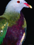 Wompoo Fruit Dove (Ptilinopus Magnificus)  Iron Range National Park  Queensland  Australia