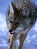 Coyote in Yellowstone National Park  Yellowstone National Park  Wyoming  USA