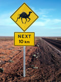 Outback Roadsign Advising of Camels on Stuart Highway Near Coober Pedy  Australia