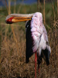 Yellow-Billed Stork  Kruger National Park  Kruger National Park  Mpumalanga  South Africa