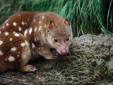 Spotted-Tailed Quoll (Dasyurops Maculatus)  Cradle Mountain-Lake St Clair NP  Tasmania  Australia