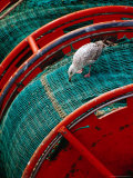Gull Pecking at Fishing Net at Le Guilvenic  Brittany  France