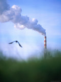 Bird in Flight Over a Billowing Smoke Stack  Eureka  California  USA