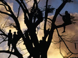 People in Tree Watching Local Soccer Game  Port Vila Stadium  Port Vila  Vanuatu