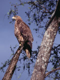 Tawny Eagle (Aquila Rapax) Perched in Tree  Masai Mara National Reserve  Rift Valley  Kenya