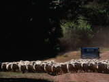 Truck Herding Sheep  Tasmania  Australia