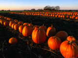 Pumpkins Lined Up Waiting for Transport to Market  Skane  Sweden