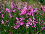 Ragged-Robin or Pink (Caryophyllaceae)  High Altitude Herb  County Clare  Ireland