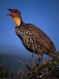 Yellow Necked Spurfowl (Francolinus Leucoscepus)  Samburu National Reserve  Rift Valley  Kenya