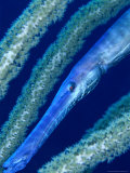 Trumpet Fish (Aulostomus Maculatus)  Belize