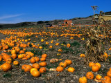 Pumpkin Patch Beside Highway 1  San Mateo County  USA