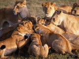 Thompson Gazelle Fawn Being Eaten by Lions  Masai Mara National Reserve  Rift Valley  Kenya