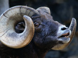 Rocky Mountain Bighron (Ovis Canadensis Canadensis)  Colorado  USA