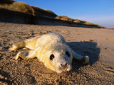 Grey Seal (Halichoerus Grypus) New Born Pup  United Kingdom