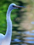 American Egret or Great Egret (Casmerodius Albus)  Alaska  USA