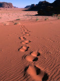 Tracks Across the Dunes of Wadi Rum  Wadi Rum National Reserve  Aqaba  Jordan