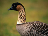 The Nene  Hawaii's State Protected Bird  Kokee State Park  Kauai  Hawaii  USA