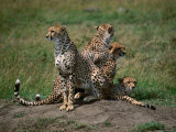 Mother Cheetah (Acinonyx Jubatus) with Cubs  Masai Mara National Reserve  Rift Valley  Kenya