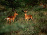 Pair of Impala Rams (Aepyceros Melatnpus)  Eastern  Kenya