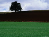 Rich Volcanic Earth Against New Crop  North West Tasmania  Tasmania  Australia