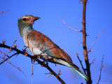 Eurasian Roller (Coracias Garrulus)  Meru National Park  Kenya