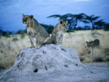 Pair of Female Lions (Panthera Leo) Sitting on Termite Hill  Eastern  Kenya
