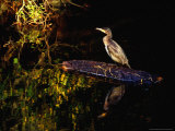 Cormorant (Phalacrocorax Carbo)  Ireland