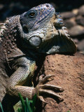 Close-Up of a Green Iguana (Iguana Iguana)  Costa Rica