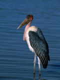 Marabou Stork (Leptoptilos Crumeniferus) Standing in Lake  Lake Ziway  Ethiopia