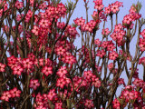 The Dry Country Flower  Impala Lily Scrub  Mole National Park  Northern  Ghana