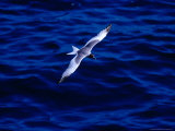 Swallow-Tailed Gull in Flight  South Plaza Island  Islas Plazas  Galapagos  Ecuador 