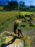 Threshing Rice in Kathmandu Valley  Kathmandu  Nepal