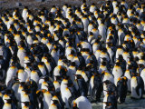 Colony of the King Penguin in St Andrew's Bay  the Largest Penguin Colony in the World  Antarctica