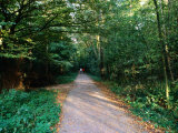 Couple Walking in Park  Amsterdam Bos  Amsterdam  Netherlands