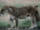 Lioness (Panthera Leo) with Cub on the Ndutu Plains  Ngorongoro Conservation Area  Tanzania