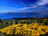 Flowering Gorse  Evergreen Shrub  with a Distant Antartic Cruise Ship Off-Shore  Falkland Islands