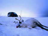 Reindeer Killed in Road Accident  Norway