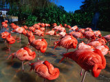Flock of Flamingoes  Florida  USA