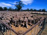 Sheep Ready to Be Sold  Central Victoria  Victoria  Australia