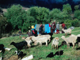 Trekking Campsite at Tahung on Bumthang Trek  Bumthang  Bhutan