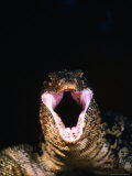 Monitor Lizard at Kinabatangan River Jungle Camp  Sabah  Malaysia