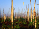 Hurricane Damage to Forest  Everglades National Park  USA