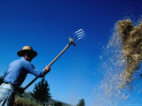Farmer Threshing Wheat  Nirivilo  Maule  Chile