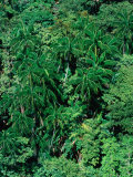 Overhead of Coconut Trees and Forest Canopy  Bako National Park  Malaysia