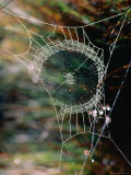 Dew on Spiders Web in Hill Country  Sri Lanka