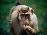 Baboon Eating  Malaysia